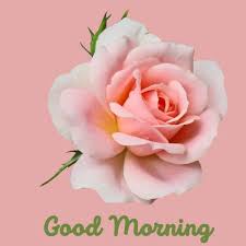 rose good morning images very