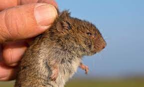how to get rid of voles b b barns