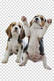 pocket beagle puppy your beagle beagles