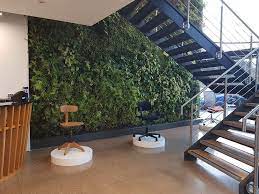 Wall Plants For Offices Plantcare