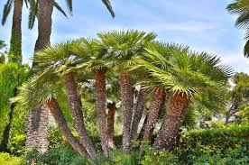 Palm Trees For Your Australian Garden