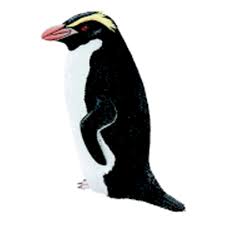 Eudyptes Robustus Snares Penguin