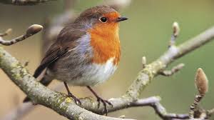 Image result for images of birds