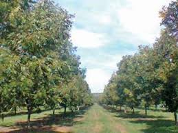 Growing A Valuable Pecan Nut Orchard Farmers Weekly