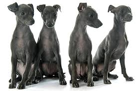 The italian greyhound measures 13 to 15 inches in height, from paw to shoulder, whereas the whippet measures 18 to 22 inches in height. Italian Greyhound Dog Breed Information