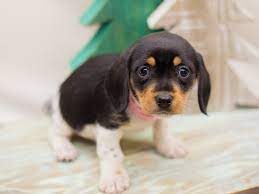 Puppyfinder.com is your source for finding an ideal dachshund puppy for sale in usa. Visit Our Miniature Dachshund Puppies For Sale Near Belle Plaine Kansas