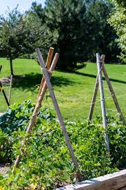How To Create A Trellis In Your Garden