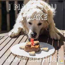 Birthday Wishes for Dog Lovers | Staying Loyal at This Age | Happy birthday dog, Birthday, Birthday wishes cards
