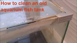 safely clean and old aquarium fish tank