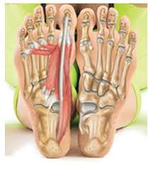 Woman lying forward while a physio manipulates her foot. Foot And Ankle Anatomy Bones Muscles Ligaments Tendons