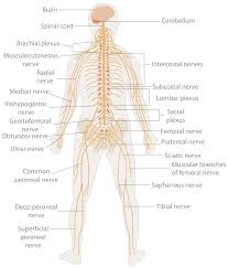 Blank Nervous System Diagram Wiring Diagrams