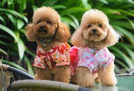 how much should i pay for toy poodle
