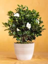 Just Because Potted Gardenia Seeds Of Life