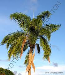 Hybrid palm tree plantation is the way out for all people that have intrest in prepared for good future and wealth creation, here is one options for you look for palm tree an palm seeds tenera for sale available in any quantiy you want and can be deliver to you in any location in nigeria all within 24 hours. 25 Queen Palm Tree Seeds Syagrus Romanzoffiana Fresh Picked For Sale Ebay