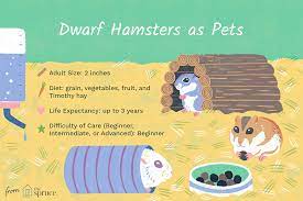 Hamsters breed in the spring and summer and will produce several litters per year. Keeping And Caring For Dwarf Hamsters As Pets