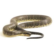 common water snake identification