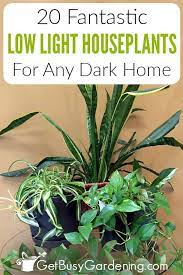 Low Light Indoor Plants Houseplants