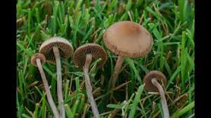 Psilocybin Mushrooms Of Oklahoma Youtube
