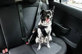 How Do Dog Seat Belts Work Canna Pet