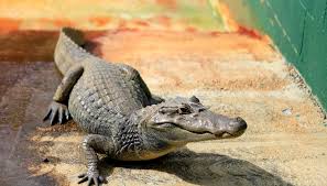 Different Types of Alligators | Sciencing