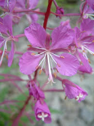 Chamerion angustifolium Calflora