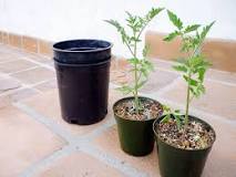 when-should-i-repot-my-tomato-plant