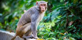 Please, try to prove me wrong i dare you. Monkey Trivia Facts Ultimate Quiz Proprofs Quiz