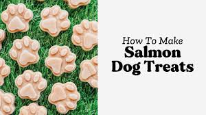 easy salmon dog treats recipe bone
