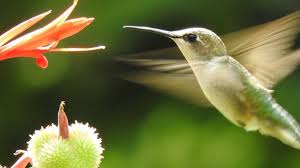 Gardening For Hummingbirds