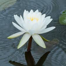 3 white lily plant water lily