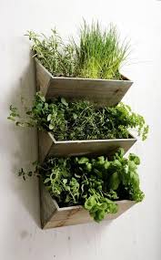 garden kitchen herbs