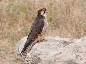 Lanner Falcon (Birds of Kenya) · iNaturalist