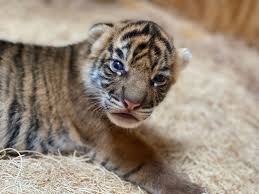 memphis zoo welcomes 2 tiger cubs take