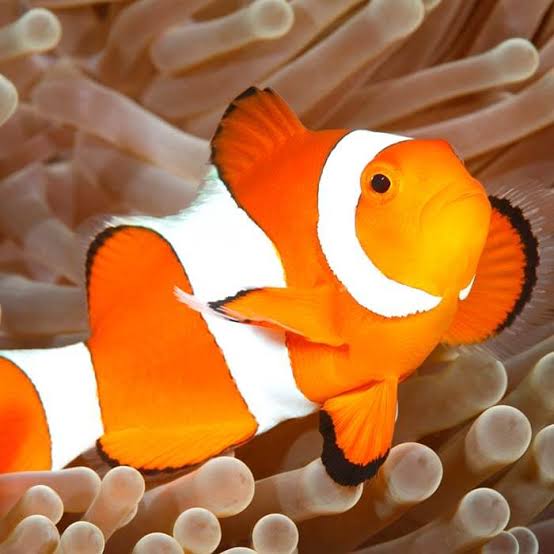 Clownfish - Key West Aquarium