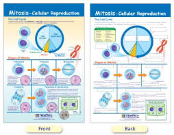 W94 4633 Mitosis Cellular Reproduction Bulletin Board Chart