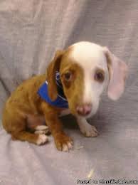 We are dedicated to breeding the best dachshund puppies. Piebald Mini Dachshund Puppy For Sale In Florida Price 250 For Sale In Davie Florida Best Pets Online