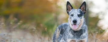 australian cattle dog dog breed facts