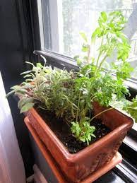 edible plants for windowsill gardens