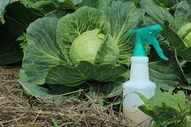 organic pest control spray for gardens