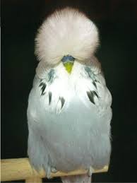 While the two are clearly both budgies, there are differences when they're observed side by side. English Budgerigars Parakeet Because Of That Fabulous Hair Budgerigar Parakeet Pet Birds