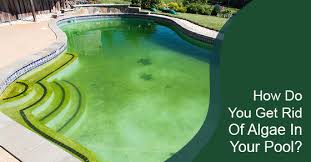 algae in your pool