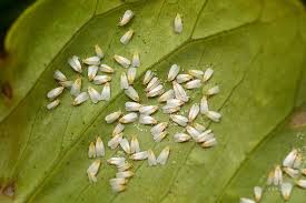 How To Identify And Control Whiteflies