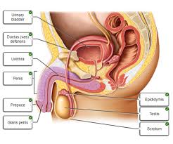 The female reproductive system includes the ovaries, fallopian tubes, uterus, vagina, vulva, mammary glands and breasts. A P 139 Chapter 22 Reproductive System Flashcards Quizlet
