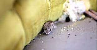 mice in your garage here s what to do