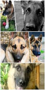 You may either find your future puppy amongst our published german shepherd puppies for sale or, based on a special search, we will locate your future german. German Shepherd Mix Puppies Near Me