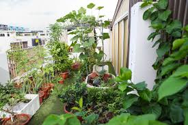 Roof Top Gardening A Step Towards