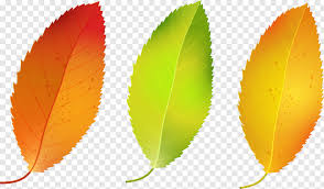 Free fall leaves clip art, download free clip art, free. Fall Leaves Fall Leaves Clipart Png Download 5793x3388 737525 Png Image Pngjoy