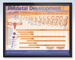 Prenatal Development 26x20 Anatomy Poster Thirdtrimester
