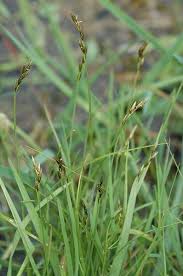 Carex leporina - Wikipedia