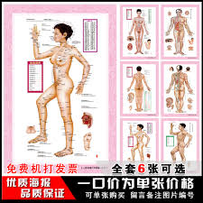 Buy Human Meridian Acupuncture Points Chart Large Wall Map